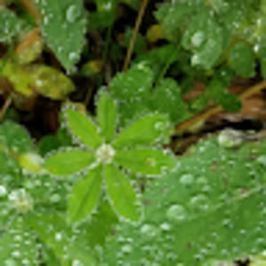 Meet your Posher, Phyllis